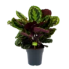 Calathea Medaillon - Schaduwplant - P27 H90 - Kamerplant 1 Calathea Medaillon - Schaduwplant - P27 H90 - Kamerplant -Groen Verkoop calathea medaillon schaduwplant p27 h90 1 1