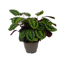 Calathea Medaillon - Schaduwplant - P32 H80 - Kamerplant 9 Calathea Medaillon - Schaduwplant - P32 H80 - Kamerplant -Groen Verkoop calathea medaillon schaduwplant p32 h80 2