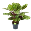 Calathea Mysty - Livingplant - P27 H80 - Kamerplant 1 Calathea Mysty - Livingplant - P27 H80 - Kamerplant -Groen Verkoop calathea mysty livingplant p27 h80 1 3