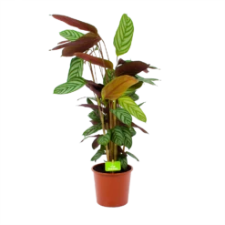 Calathea Oppenheimiana - Schaduwplant - P17 H65 - Kamerplant