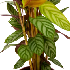 Calathea Oppenheimiana - Schaduwplant - P17 H65 - Kamerplant -Groen Verkoop calathea oppenheimiana schaduwplant p17 h65 6