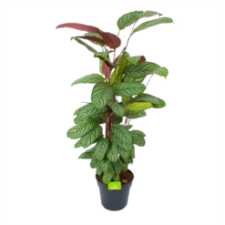 Calathea Oppenheimiana - Schaduwplant - P27 H130 - Kamerplant