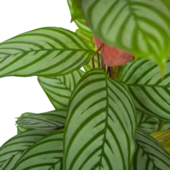Calathea Oppenheimiana - Schaduwplant - P27 H130 - Kamerplant 8 Calathea Oppenheimiana - Schaduwplant - P27 H130 - Kamerplant -Groen Verkoop calathea oppenheimiana schaduwplant p27 h130 6