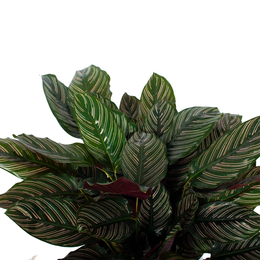 Calathea Ornata - Livingplant - P27 H80 - Kamerplant 4 Calathea Ornata - Livingplant - P27 H80 - Kamerplant - Afbeelding 2