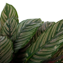 Calathea Ornata - Livingplant - P27 H80 - Kamerplant 8 Calathea Ornata - Livingplant - P27 H80 - Kamerplant -Groen Verkoop calathea ornata livingplant p27 h80 6 3