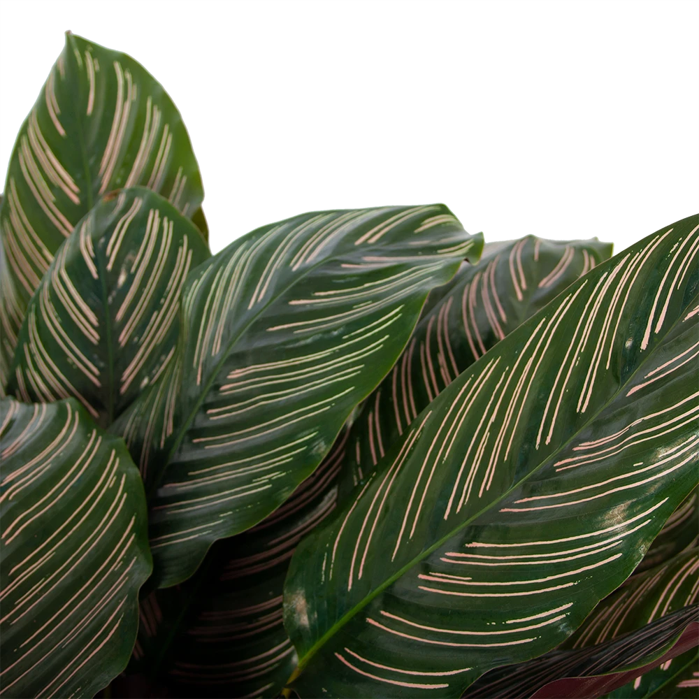 Calathea Ornata - Livingplant - P27 H80 - Kamerplant 5 Calathea Ornata - Livingplant - P27 H80 - Kamerplant - Afbeelding 3