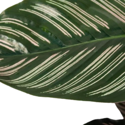 Calathea Ornata - Livingplant - Schaduwplant - P19 H75 - Kamerplant 8 Calathea Ornata - Livingplant - Schaduwplant - P19 H75 - Kamerplant -Groen Verkoop calathea ornata livingplant schaduwplant p19 h75 6 1