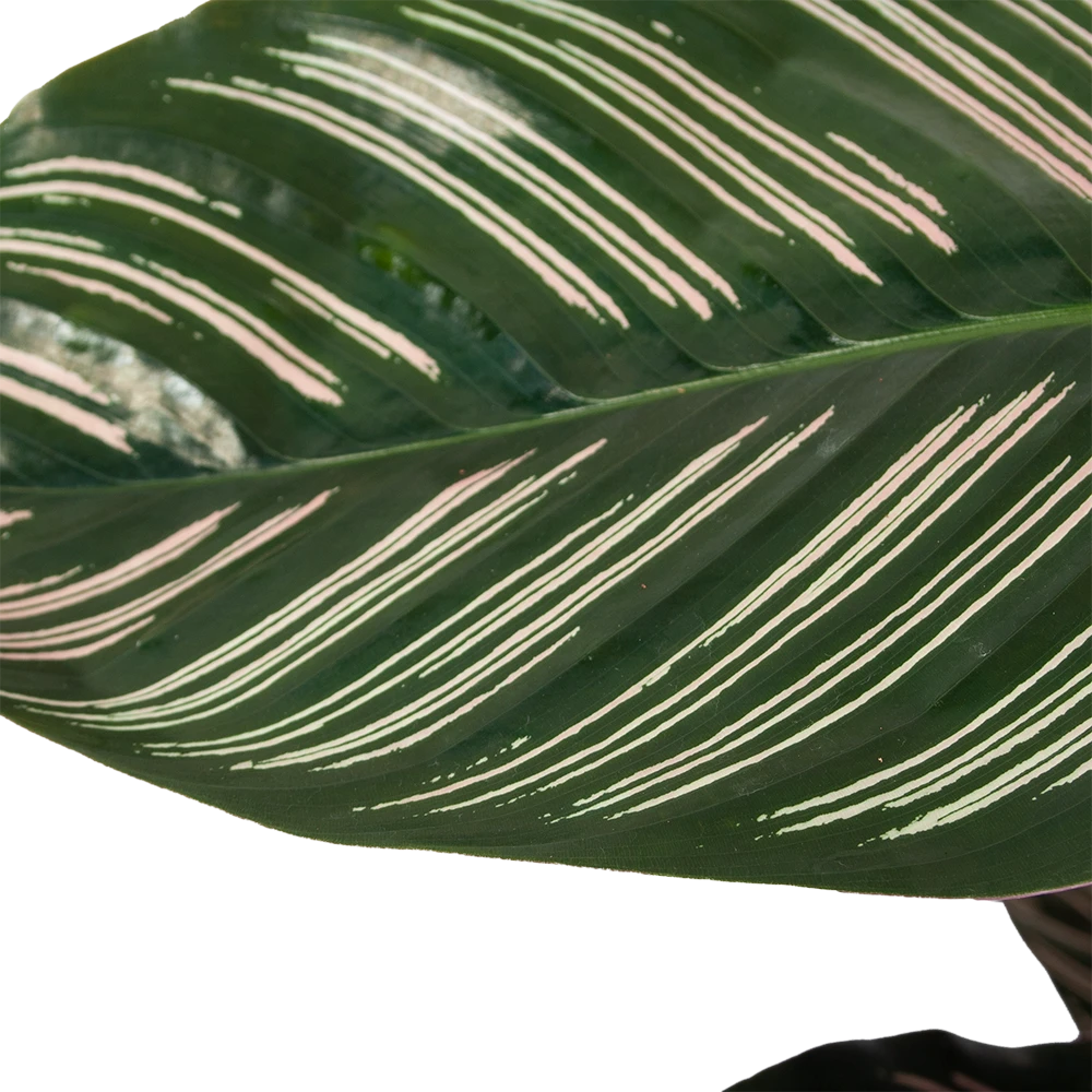 Calathea Ornata - Livingplant - Schaduwplant - P19 H75 - Kamerplant 5 Calathea Ornata - Livingplant - Schaduwplant - P19 H75 - Kamerplant - Afbeelding 3