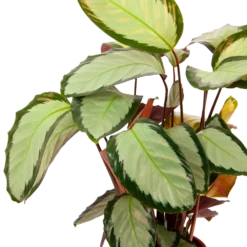 Calathea Picturata - Livingplant - P17 H65 - Kamerplant -Groen Verkoop calathea picturata livingplant p17 h65 6