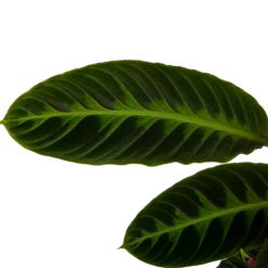 Calathea Warcewiczii - Livingplant - P19 H75 - Kamerplant -Groen Verkoop calathea warcewiczii livingplant p19 h75 6