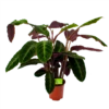 Calathea Warcewiczii - Livingplant - P21 H75 - Kamerplant