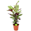 Calathea Whitestar - Schaduwplant - P19 H75 - Kamerplant 1 Calathea Whitestar - Schaduwplant - P19 H75 - Kamerplant -Groen Verkoop calathea whitestar schaduwplant p19 h75 1 1