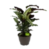 Calathea Whitestar - Schaduwplant - P32 H80 - Kamerplant 1 Calathea Whitestar - Schaduwplant - P32 H80 - Kamerplant -Groen Verkoop calathea whitestar schaduwplant p32 h80 1