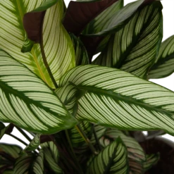 Calathea Whitestar - Schaduwplant - P32 H80 - Kamerplant 8 Calathea Whitestar - Schaduwplant - P32 H80 - Kamerplant -Groen Verkoop calathea whitestar schaduwplant p32 h80 6