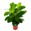 Calathea Zebrina - Livingplant - P19 H80 - Kamerplant 1 Calathea Zebrina - Livingplant - P19 H80 - Kamerplant -Groen Verkoop calathea zebrina livingplant p19 h65 1 2