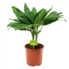 Chamaedorea Metallica Bergpalm - P17 H50 - Kamerplant -Groen Verkoop chamaedorea metallica bergpalm p17cm h50cm 4 1