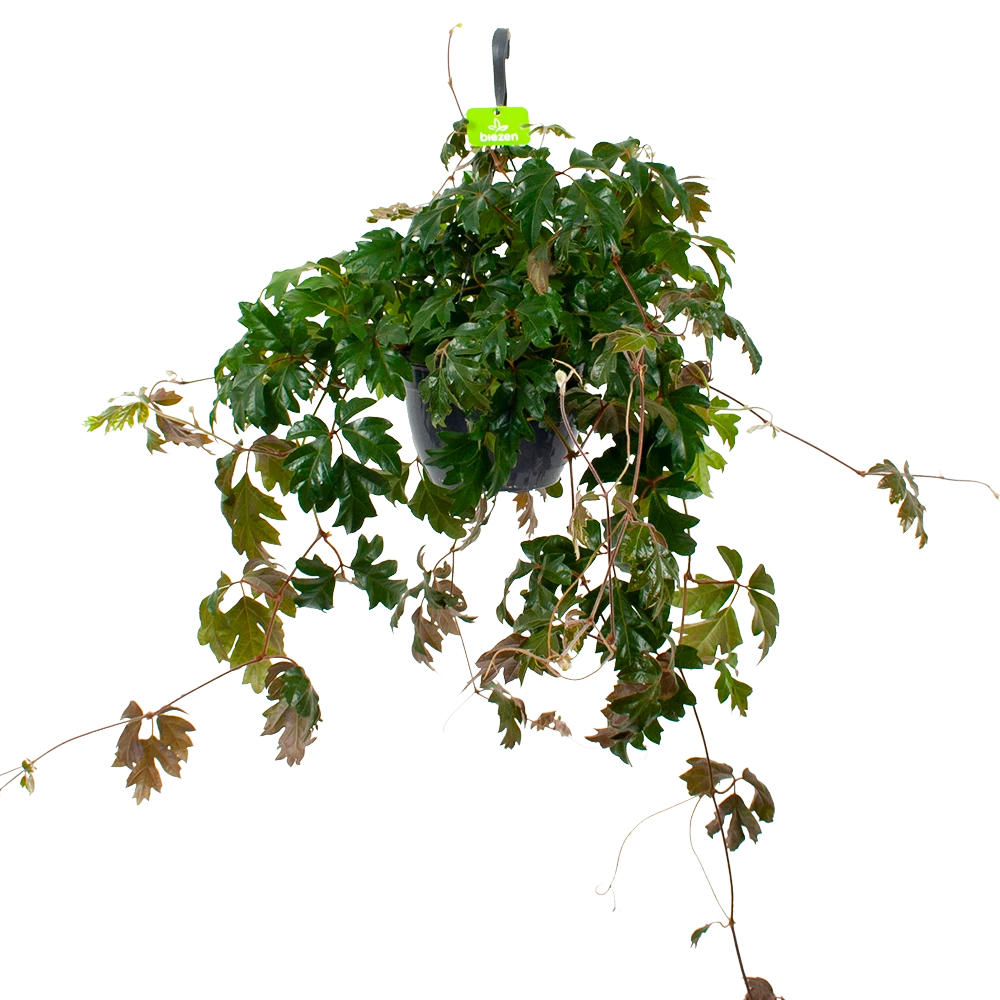 Cissus Rhombifolia - Kamerwijnstok - In Hangpot - P20 H40 - Kamerplant 3 Cissus Rhombifolia - Kamerwijnstok - In Hangpot - P20 H40 - Kamerplant