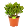 Crassula Ovata Gollum - P23 H50 - Kamerplant 1 Crassula Ovata Gollum - P23 H50 - Kamerplant -Groen Verkoop crassula ovata gollum p23 h50 1 1
