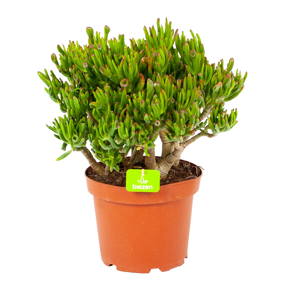 Crassula Ovata Gollum - P23 H50 - Kamerplant 3 Crassula Ovata Gollum - P23 H50 - Kamerplant
