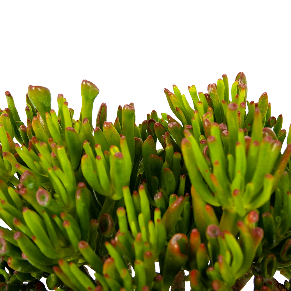 Crassula Ovata Gollum - P23 H50 - Kamerplant 4 Crassula Ovata Gollum - P23 H50 - Kamerplant - Afbeelding 2