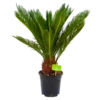 Cycas Revoluta - Vredespalm - P17 H60 - Kamerplant -Groen Verkoop cycas revoluta vredespalm p17 h60 4