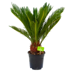 Cycas Revoluta - Vredespalm - P17 H60 - Kamerplant