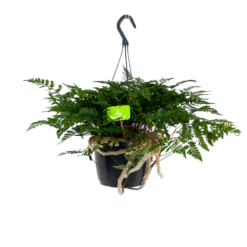 Davallia Teyermannii - In Hangpot - P17 H30 - Kamerplant