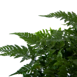 Davallia Teyermannii - In Hangpot - P17 H30 - Kamerplant -Groen Verkoop davallia teyermannii in hangpot p17 h30 6