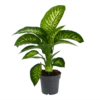 Dieffenbachia Seguine 'Reeva' - P19 H60 - Kamerplant 1 Dieffenbachia Seguine 'Reeva' - P19 H60 - Kamerplant -Groen Verkoop dieffenbachia seguine reeva p19 h60 1