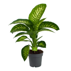 Dieffenbachia Seguine 'Reeva' - P19 H60 - Kamerplant