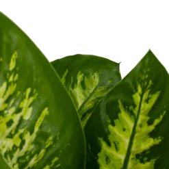 Dieffenbachia Seguine 'Reeva' - P19 H60 - Kamerplant -Groen Verkoop dieffenbachia seguine reeva p19 h60 6