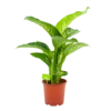 Dieffenbachia Seguine Tropic Snow - P19 H70 - Kamerplant 2 Dieffenbachia Seguine Tropic Snow - P19 H70 - Kamerplant -Groen Verkoop dieffenbachia seguine tropic snow p19 h70 4