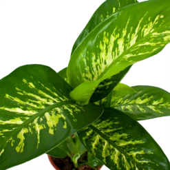 Dieffenbachia Seguine Tropic Snow - P19 H70 - Kamerplant -Groen Verkoop dieffenbachia seguine tropic snow p19 h70 5