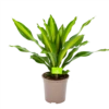Dracaena Burley - Drakenbloedboom - P24 H90 - Kamerplant -Groen Verkoop dracaena burley drakenbloedboom p24 h90 1 1