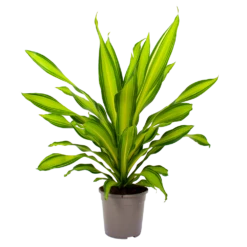Dracaena Charley - Drakenbloedboom - P24 H95 - Kamerplant