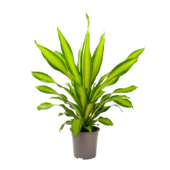 Dracaena Charley - Drakenbloedboom - P24 H95 - Kamerplant -Groen Verkoop dracaena charley drakenbloedboom p24 h95 3