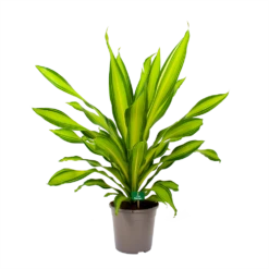 Dracaena Charley - Drakenbloedboom - P24 H95 - Kamerplant -Groen Verkoop dracaena charley drakenbloedboom p24 h95 4