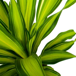 Dracaena Charley - Drakenbloedboom - P24 H95 - Kamerplant -Groen Verkoop dracaena charley drakenbloedboom p24 h95 5
