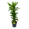 Dracaena Cintho - Vertakt - Drakenbloedboom - P27 H120 - Kamerplant 2 Dracaena Cintho - Vertakt - Drakenbloedboom - P27 H120 - Kamerplant -Groen Verkoop dracaena cintho vertakt drakenbloedboom p27 h120 1 3