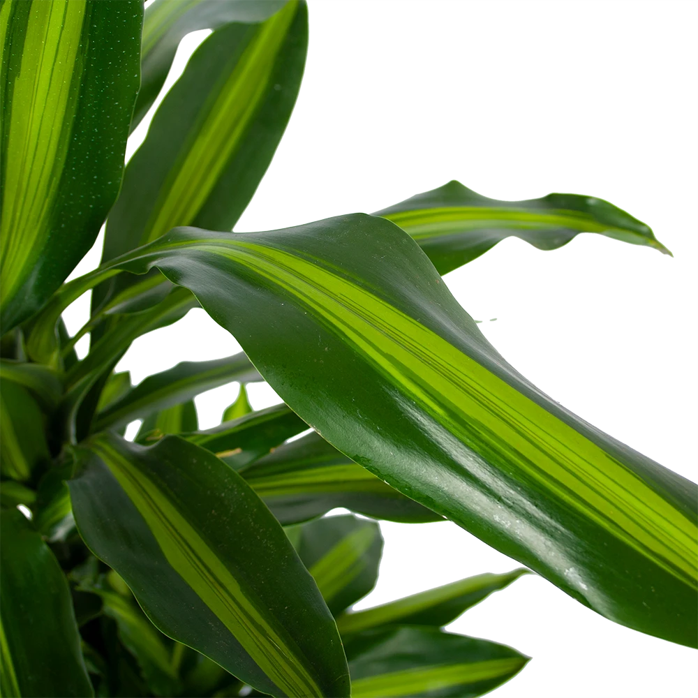 Dracaena Cintho - Vertakt - Drakenbloedboom - P27 H120 - Kamerplant 4 Dracaena Cintho - Vertakt - Drakenbloedboom - P27 H120 - Kamerplant - Afbeelding 2
