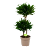 Dracaena Compacta - Op Stam - Drakenbloedboom - P21 H80 - Kamerplant 1 Dracaena Compacta - Op Stam - Drakenbloedboom - P21 H80 - Kamerplant -Groen Verkoop dracaena compacta op stam drakenbloedboom p21 h80 1 2