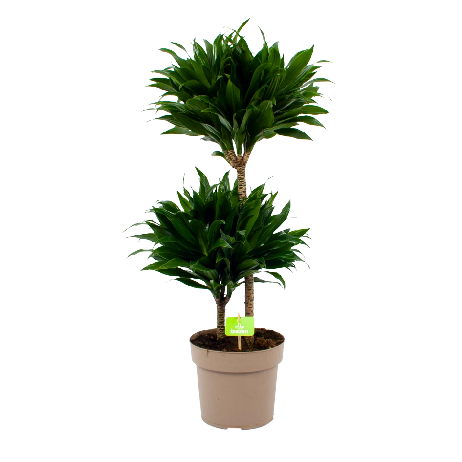Dracaena Compacta - Op Stam - Drakenbloedboom - P21 H80 - Kamerplant 3 Dracaena Compacta - Op Stam - Drakenbloedboom - P21 H80 - Kamerplant