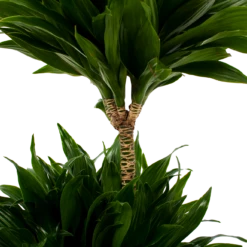 Dracaena Compacta - Op Stam - Drakenbloedboom - P21 H80 - Kamerplant 7 Dracaena Compacta - Op Stam - Drakenbloedboom - P21 H80 - Kamerplant -Groen Verkoop dracaena compacta op stam drakenbloedboom p21 h80 5 2