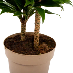 Dracaena Compacta - Op Stam - Drakenbloedboom - P21 H80 - Kamerplant 8 Dracaena Compacta - Op Stam - Drakenbloedboom - P21 H80 - Kamerplant -Groen Verkoop dracaena compacta op stam drakenbloedboom p21 h80 6 2