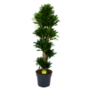 Dracaena Compacta - Vertakt - Drakenbloedboom - P34 H170 - Kamerplant