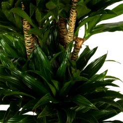 Dracaena Compacta - Vertakt - Drakenbloedboom - P34 H170 - Kamerplant 7 Dracaena Compacta - Vertakt - Drakenbloedboom - P34 H170 - Kamerplant -Groen Verkoop dracaena compacta vertakt drakenbloedboom p34 h170 5 1