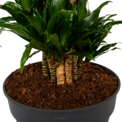 Dracaena Compacta - Vertakt - Drakenbloedboom - P34 H170 - Kamerplant 8 Dracaena Compacta - Vertakt - Drakenbloedboom - P34 H170 - Kamerplant -Groen Verkoop dracaena compacta vertakt drakenbloedboom p34 h170 6 1