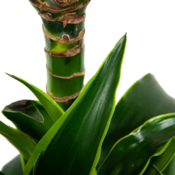Dracaena Dorado - Op Stam - Drakenbloedboom - P21 H100 - Kamerplant -Groen Verkoop dracaena dorado drakenbloedboom p21 h100 5
