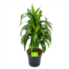 Dracaena Hawaiiana - Vertrakt - Drakenbloedboom - P21 H80 - Kamerplant