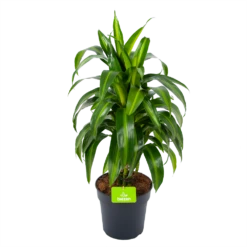 Dracaena Hawaiiana - Vertrakt - Drakenbloedboom - P21 H80 - Kamerplant